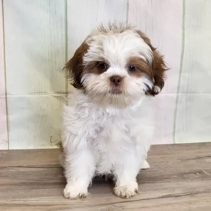 Male ShihPoo Puppy for Sale in Schererville, IN