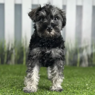 Female Miniature Schnauzer Puppy for Sale in Schererville, IN