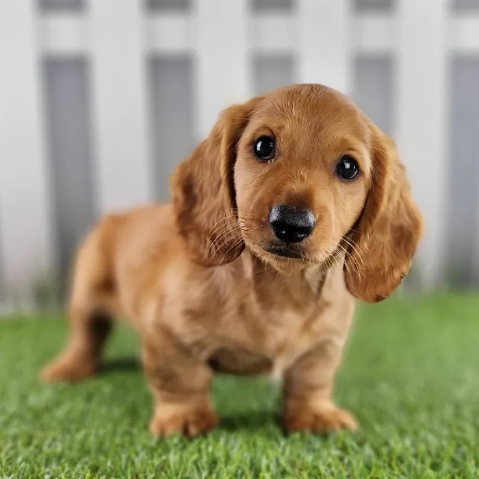 Male Miniature Dachshund Puppy for Sale in Schererville, IN