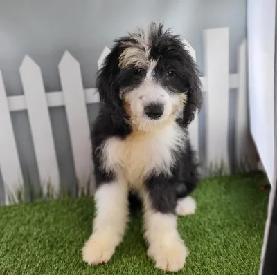 Female Old English Sheepdog Puppy for Sale in Schererville, IN