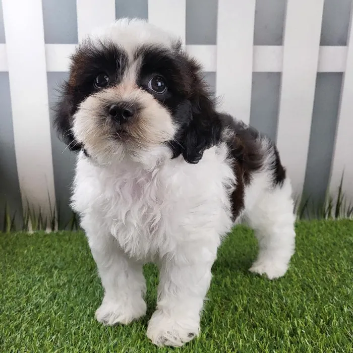 Male ShihPoo Puppy for Sale in Schererville, IN