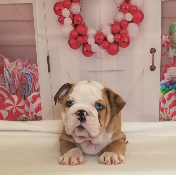 Male English Bulldog Puppy for Sale in Schererville, IN