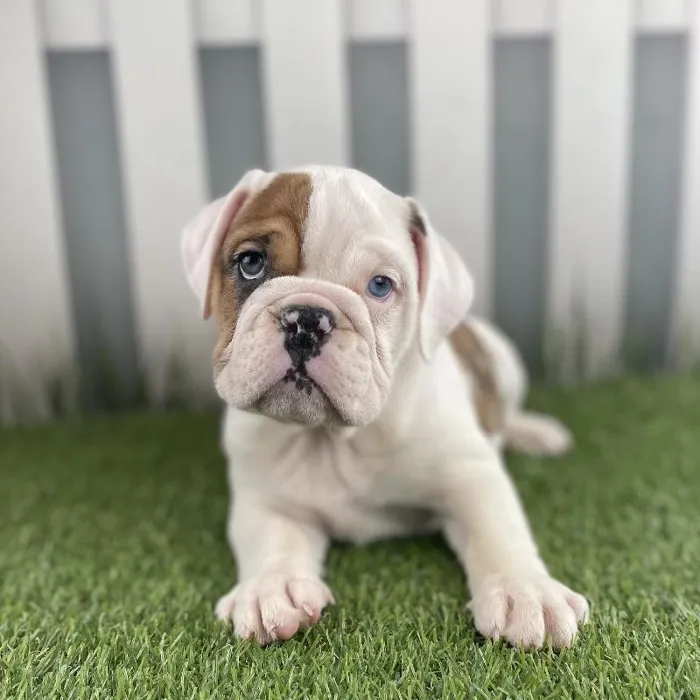 Female Victorian Bulldog Puppy for Sale in Schererville, IN