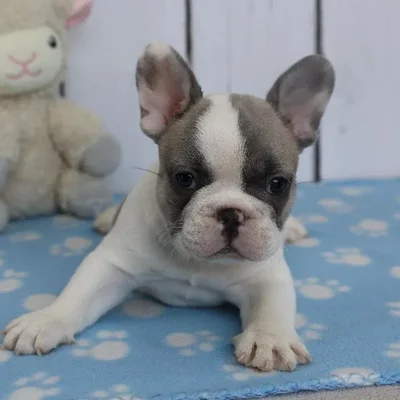 Male French Bulldog Puppy for Sale in Schererville, IN