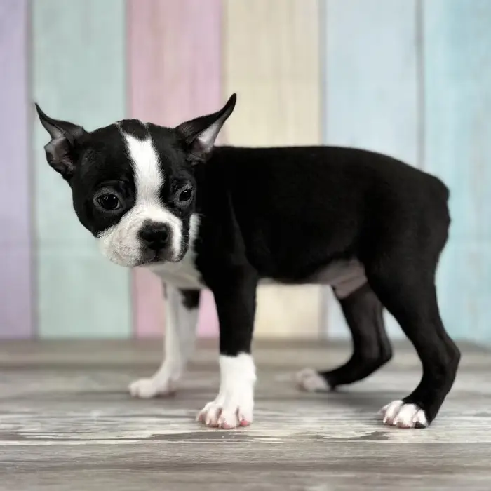 Male Boston Terrier Puppy for Sale in Schererville, IN