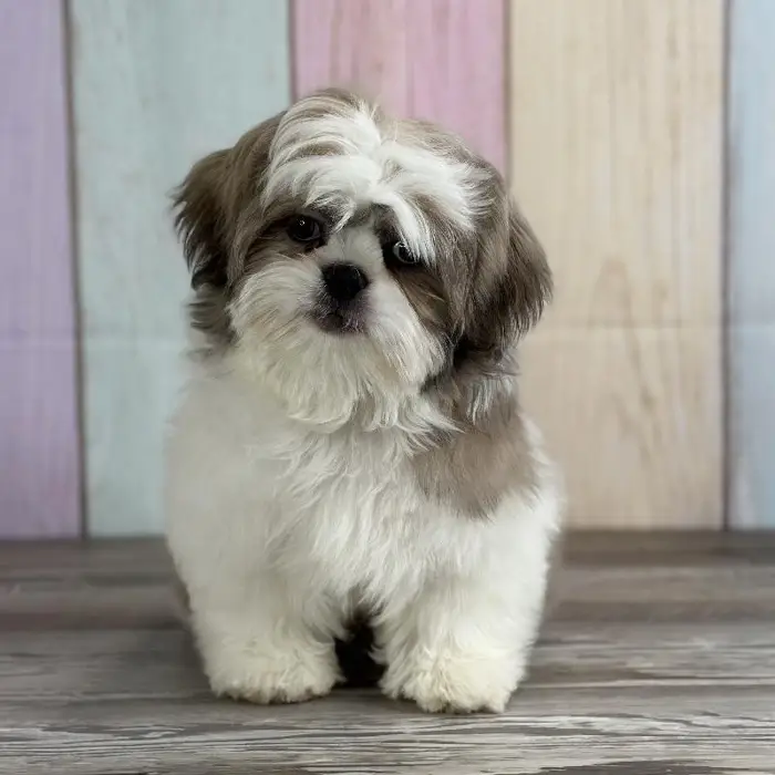 Male Shih Tzu Puppy for Sale in Schererville, IN