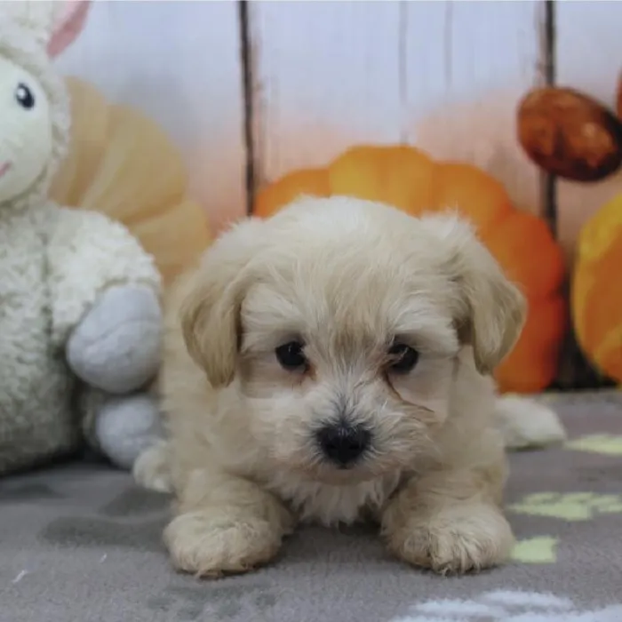 Female Maltipoo Puppy for Sale in Schererville, IN