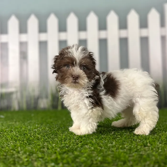 Male Havanese Puppy for Sale in Indianapolis, IN
