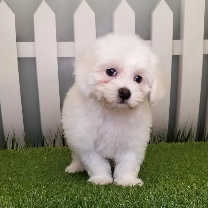 Female Coton De Tulear Puppy for Sale in Schererville, IN