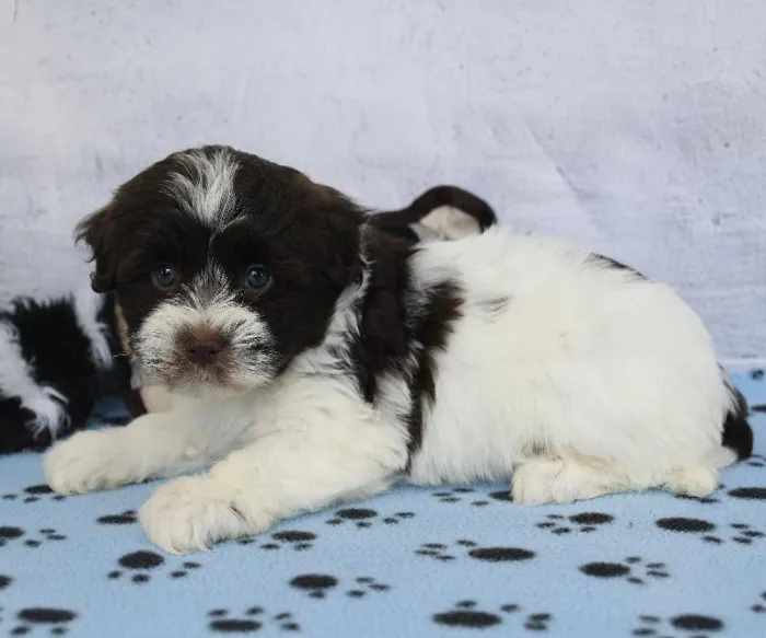 Female Havanese Puppy for Sale in Schererville, IN