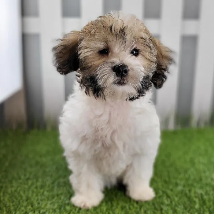 Female Coton De Tulear Puppy for Sale in Schererville, IN