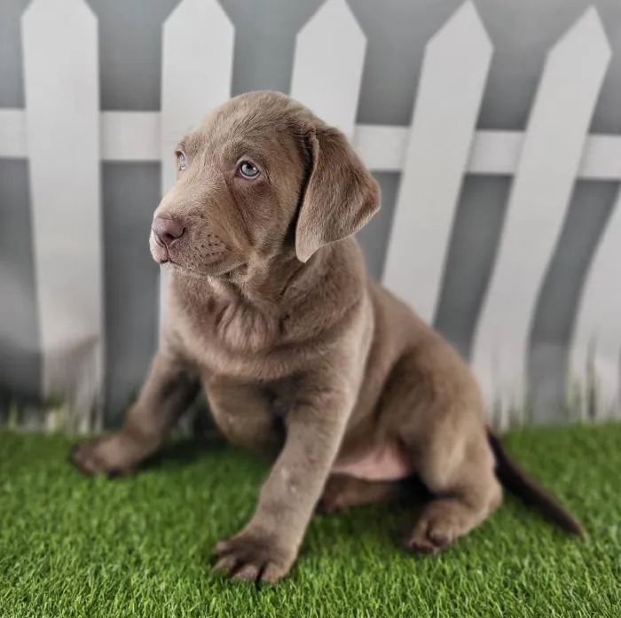 Male Labrador Retriever Puppy for Sale in Schererville, IN