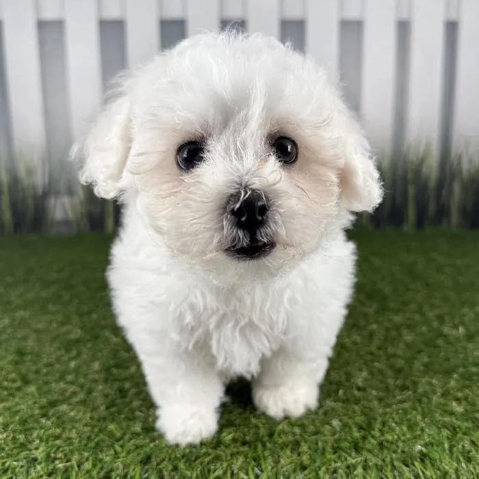 Male Bichon Frise Puppy for Sale in Indianapolis, IN