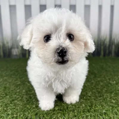Male Bichon Frise Puppy for Sale in Indianapolis, IN