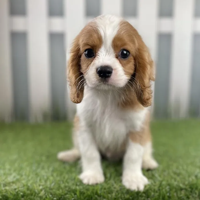 Male Cavalier King Charles Spaniel Puppy for Sale in Schererville, IN