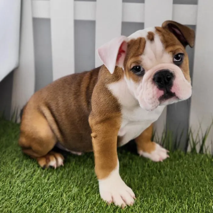 Male Victorian Bulldog Puppy for Sale in Schererville, IN
