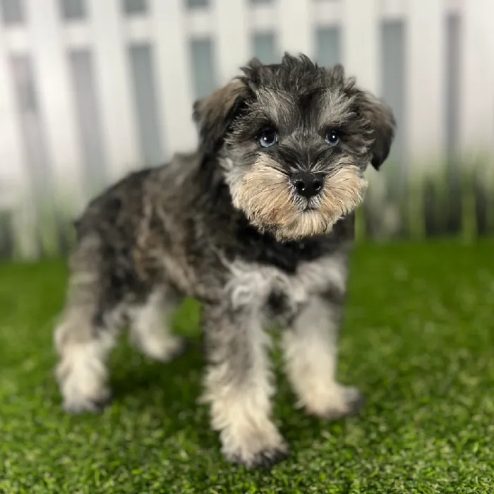 Male Miniature Schnauzer Puppy for Sale in Indianapolis, IN