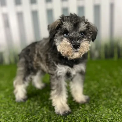 Male Miniature Schnauzer Puppy for Sale in Indianapolis, IN