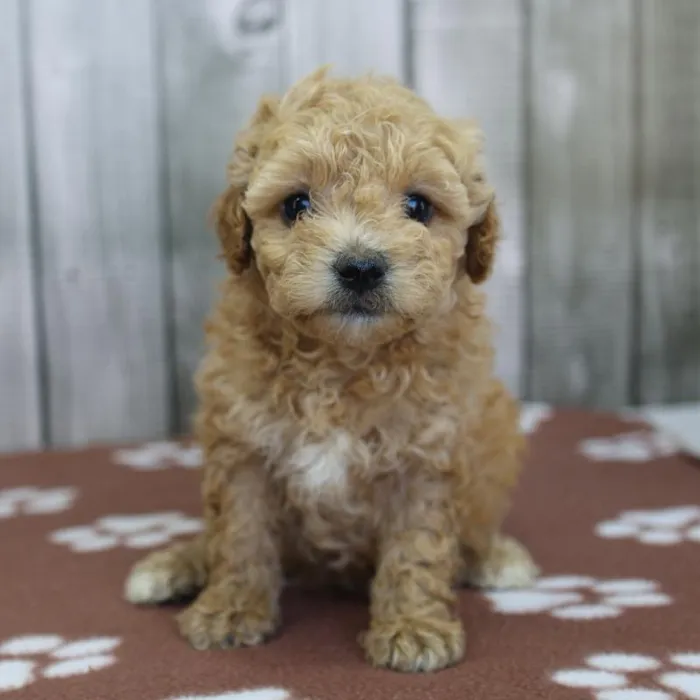 Female Coton-Poo Puppy for Sale in Schererville, IN