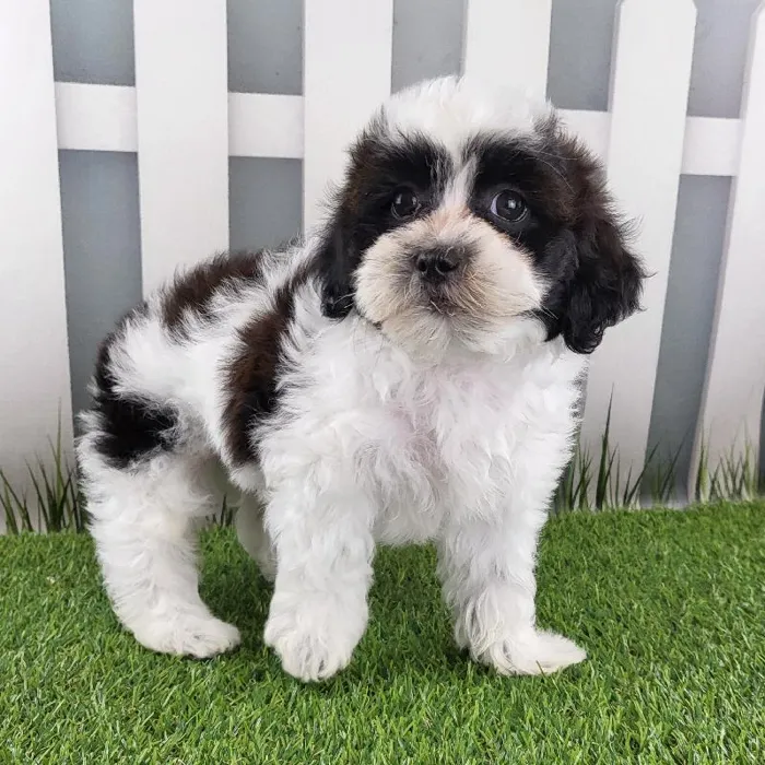 Male ShihPoo Puppy for Sale in Schererville, IN