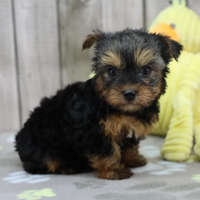 Male Yorkshire Terrier Puppy for Sale in Schererville, IN