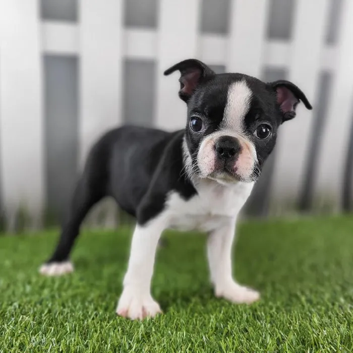 Female Boston Terrier Puppy for Sale in Schererville, IN