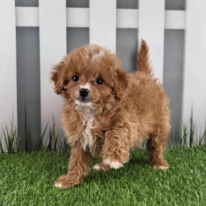 Female Peekapoo Puppy for Sale in Schererville, IN