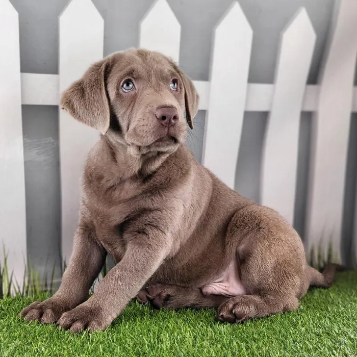 Male Labrador Retriever Puppy for Sale in Schererville, IN