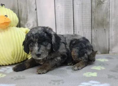 Male Cavapoo Puppy for Sale in Schererville, IN