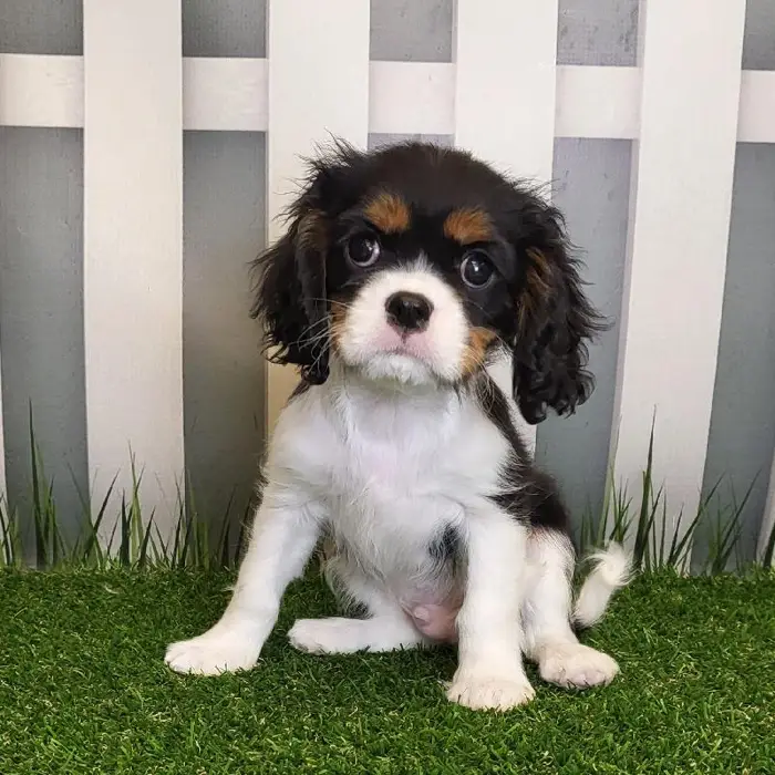 Male Cavalier King Charles Spaniel Puppy for Sale in Schererville, IN