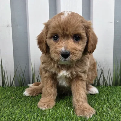 Female Cavapoo Puppy for Sale in Schererville, IN