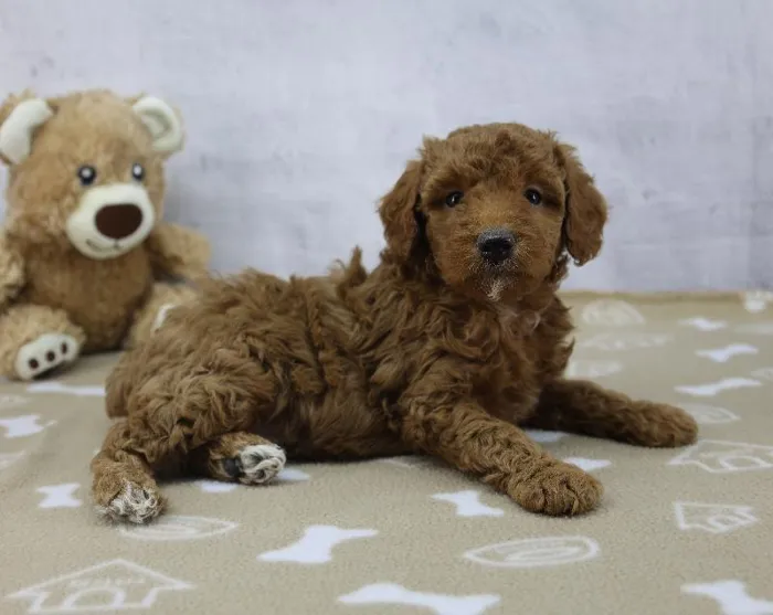 Male Miniature Poodle Puppy for Sale in Indianapolis, IN