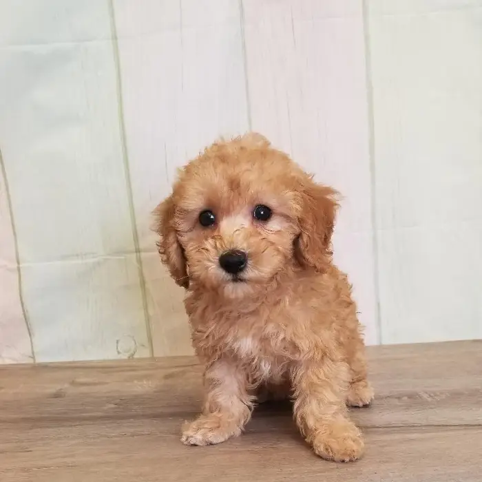 Female ShihPoo Puppy for Sale in Schererville, IN
