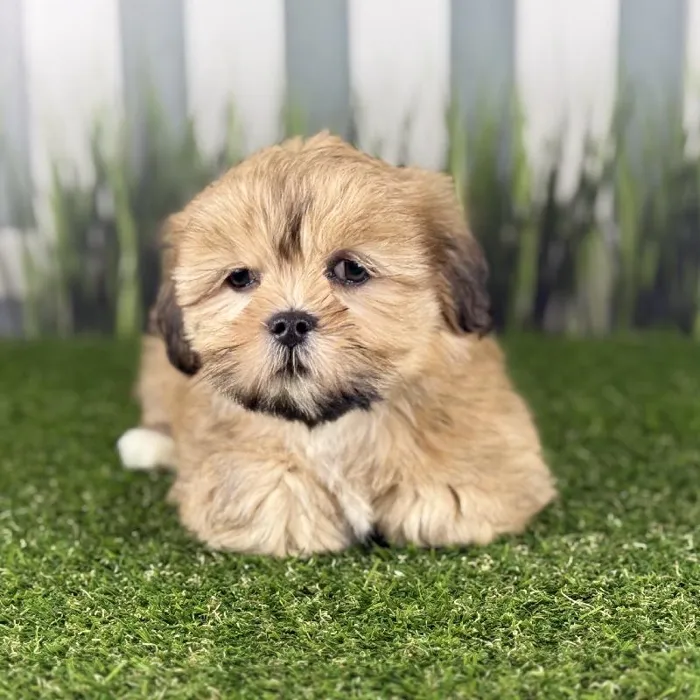 Female Lhasa Apso Puppy for Sale in Indianapolis, IN