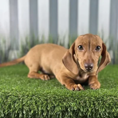 Female Miniature Dachshund Puppy for Sale in Schererville, IN