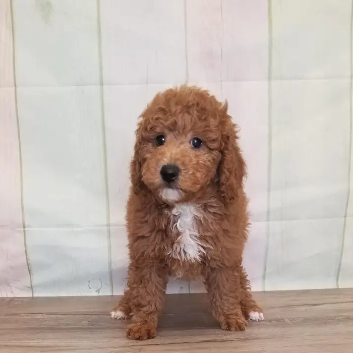 Male Miniature Goldendoodle Puppy for Sale in Schererville, IN