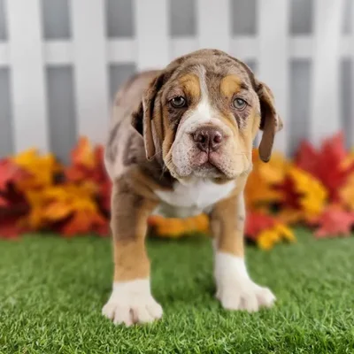 Female Beabull Puppy for Sale in Schererville, IN