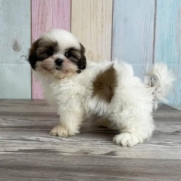 Female Shih Tzu Puppy for Sale in Indianapolis, IN