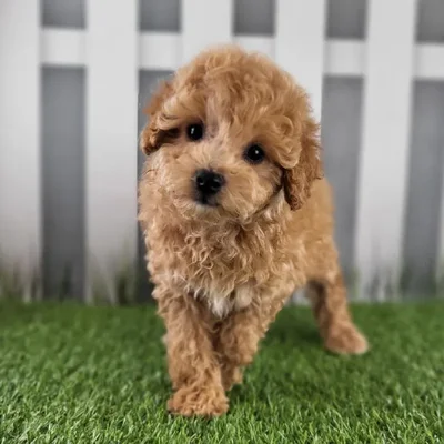 Female Coton-Poo Puppy for Sale in Schererville, IN