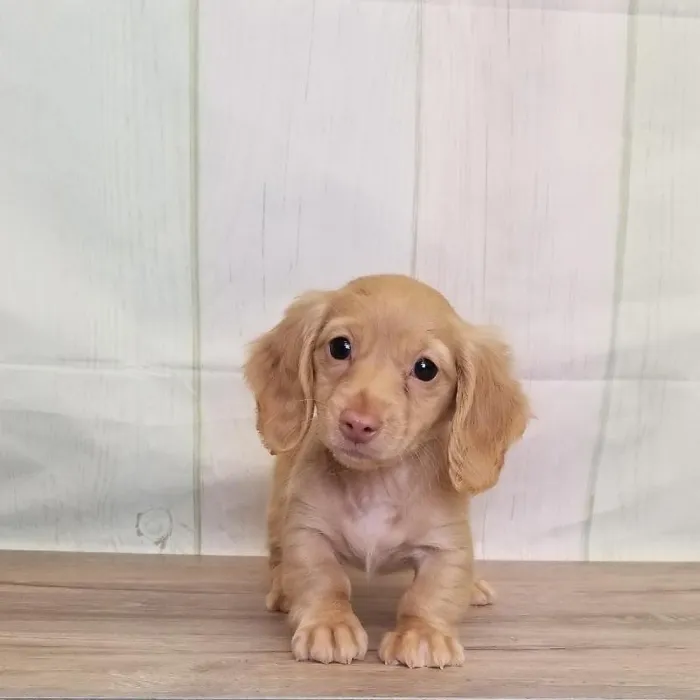 Female Miniature Dachshund Puppy for Sale in Schererville, IN