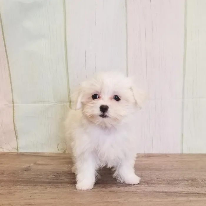 Female Maltese Puppy for Sale in Schererville, IN