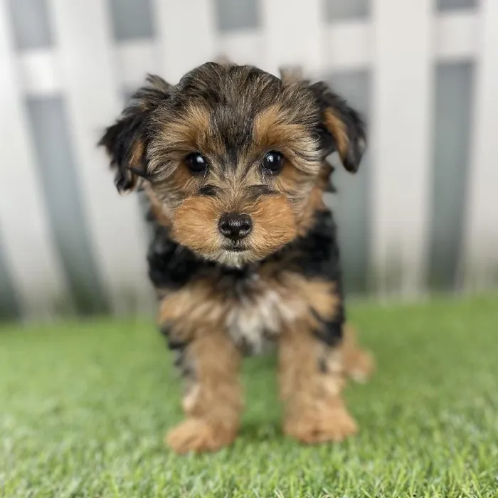 Female Yorkie-Poo Puppy for Sale in Schererville, IN
