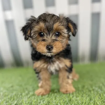 Female Yorkie-Poo Puppy for Sale in Schererville, IN