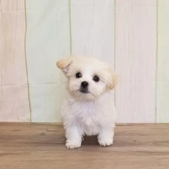 Male Shih-Chon Puppy for Sale in Schererville, IN