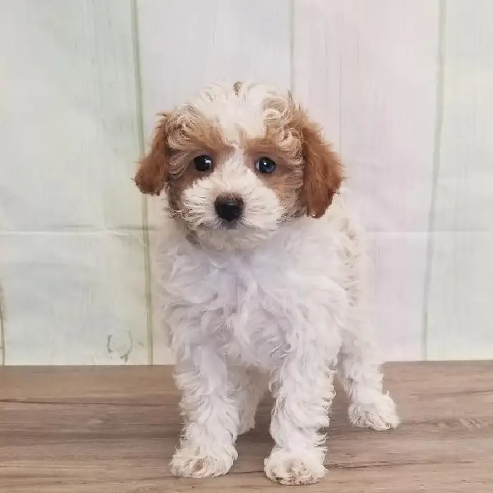 Female Toy Poodle Puppy for Sale in Schererville, IN