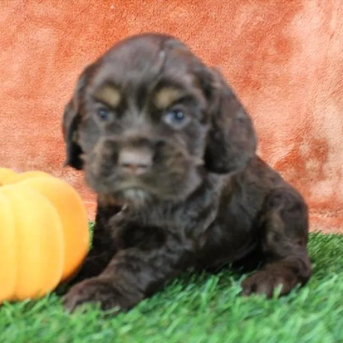 Male Cocker Spaniel Puppy for Sale in Schererville, IN