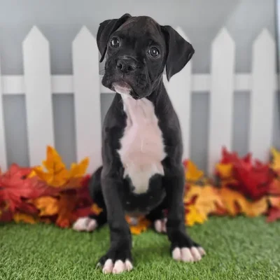 Male Boxer Puppy for Sale in Schererville, IN