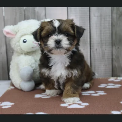 Female Shih-Chon Puppy for Sale in Schererville, IN