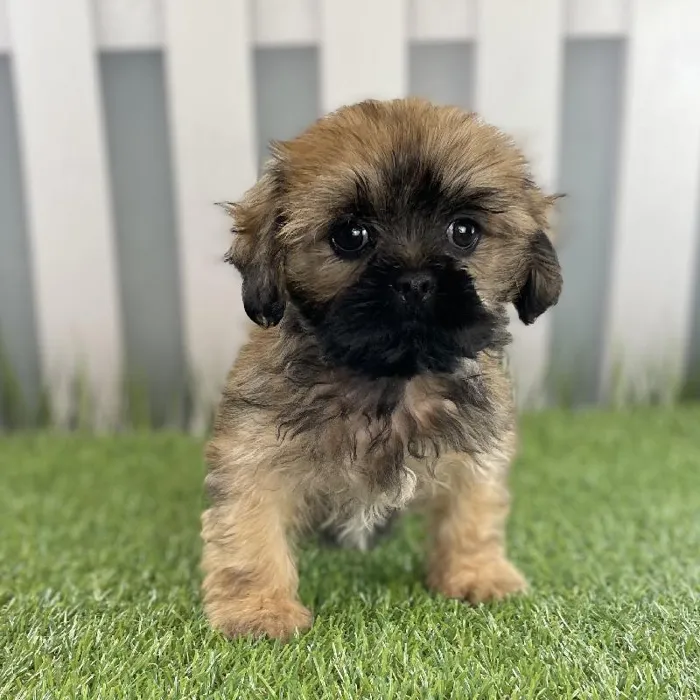 Male Lhasa Apso Puppy for Sale in Schererville, IN