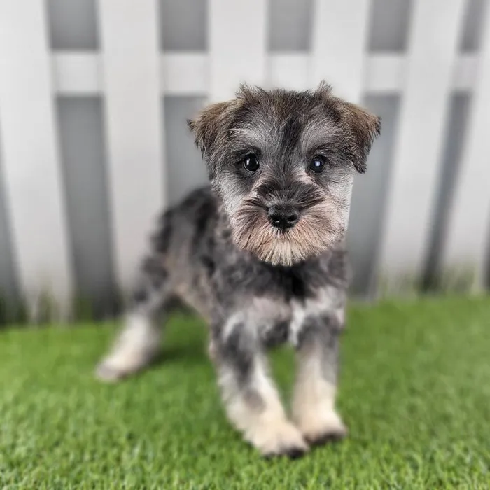 Male Miniature Schnauzer Puppy for Sale in Schererville, IN